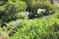 Agapanthus or Africa`s blue lily Royalty Free Stock Photo