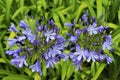 Agapanthus or Africa`s blue lily