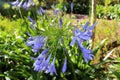 Agapanthus or Africa`s blue lily Royalty Free Stock Photo