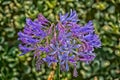 Agapanthus African blue lily purple flower