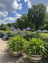 Agapanthus