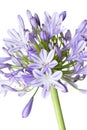 Agapanthus - African Lily Royalty Free Stock Photo