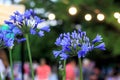 Agapanthus African lily with bokeh