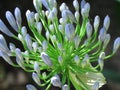 An Agapanthus African lily. Royalty Free Stock Photo