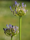 Agapanthus africanus