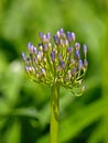 Agapanthus Africanus Royalty Free Stock Photo