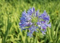 African Lily Agapanthus Africanus Flower Head