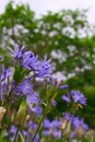 Agapanthus africanus in South Africa.