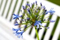 Agapanthus africanus flowers