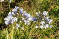 Agapanthus africanus `Twister`