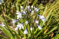 Agapanthus africanus `Twister` Royalty Free Stock Photo