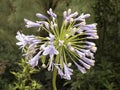 Agapanthus Bells