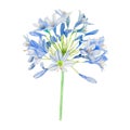 Agapanthus bloom flower watercolor isolated .agapanthus bloom flower on white background. Watercolor hand painted illustration of