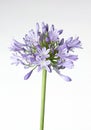 Agapanthus blue on white background Royalty Free Stock Photo