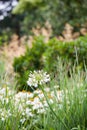 Agapanthus Campanulatus - beautiful flowers Royalty Free Stock Photo