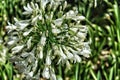 Agapanthus campanulatus. Beautiful flowers in Chapultepec, Mexico Royalty Free Stock Photo