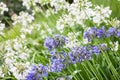 Agapanthus Campanulatus - beautiful flowers Royalty Free Stock Photo