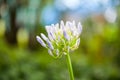 Agapanthus Campanulatus - beautiful flowers Royalty Free Stock Photo