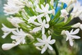 Agapanthus Campanulatus - beautiful flowers Royalty Free Stock Photo