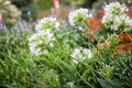 Agapanthus Campanulatus - beautiful flowers Royalty Free Stock Photo