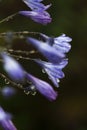 Agapanthus