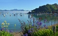 Agapanthus and Flax in Full Bloom at Waikawa Bay NZ Royalty Free Stock Photo