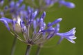 Agapanthus flower