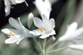 Agapanthus flower