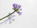 Agapanthus flower isolated on on white background, with copy space