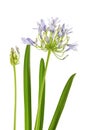 Agapanthus flower isolated on white background