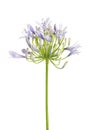 Agapanthus flower `Lily of the Nile`, also called African Blue Lily flower, in purple-blue shade isolated on white background Royalty Free Stock Photo