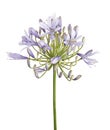 Agapanthus flower `Lily of the Nile`, also called African Blue Lily flower, in purple-blue shade isolated on white background