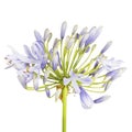 Agapanthus flower, Lily of the Nile, also called African Blue Lily flower in purple-blue shade isolated on white background Royalty Free Stock Photo