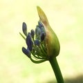 Agapanthus flower