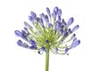 Agapanthus flower