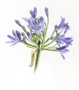 Agapanthus flower on white background Royalty Free Stock Photo