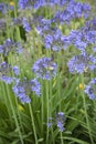 Agapanthus flowers