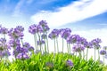 Agapanthus flowers blue sky summer