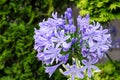 Agapanthus flowers. Royalty Free Stock Photo