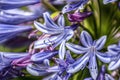 Agapanthus in a garden