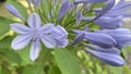 Agapanthus,a genus of plants, the only one in the subfamily Agapanthoideae of the family Amaryllidaceae.