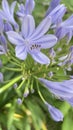 Agapanthus,a genus of plants, the only one in the subfamily Agapanthoideae of the family Amaryllidaceae.