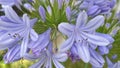 Agapanthus,a genus of plants, the only one in the subfamily Agapanthoideae of the family Amaryllidaceae.