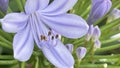 Agapanthus,a genus of plants, the only one in the subfamily Agapanthoideae of the family Amaryllidaceae.