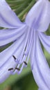 Agapanthus,a genus of plants, the only one in the subfamily Agapanthoideae of the family Amaryllidaceae.