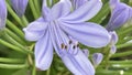 Agapanthus,a genus of plants, the only one in the subfamily Agapanthoideae of the family Amaryllidaceae.