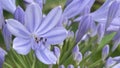 Agapanthus,a genus of plants, the only one in the subfamily Agapanthoideae of the family Amaryllidaceae.