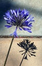 Blue lily of the Nile, or African lily, Agapanthus
