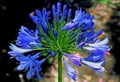 Blue lily of the Nile, or African lily, Agapanthus Royalty Free Stock Photo