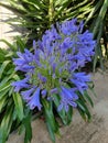 Agapanthus lavender flower green plant garden lush